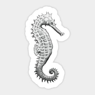 Black and White Seahorse Sticker